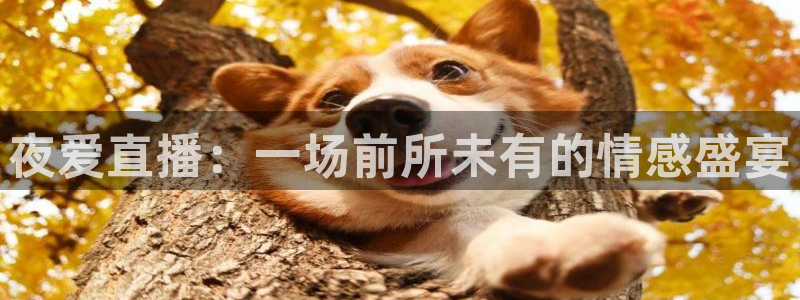 龙门免费直播：夜爱直播：一场前所未有的情感盛宴